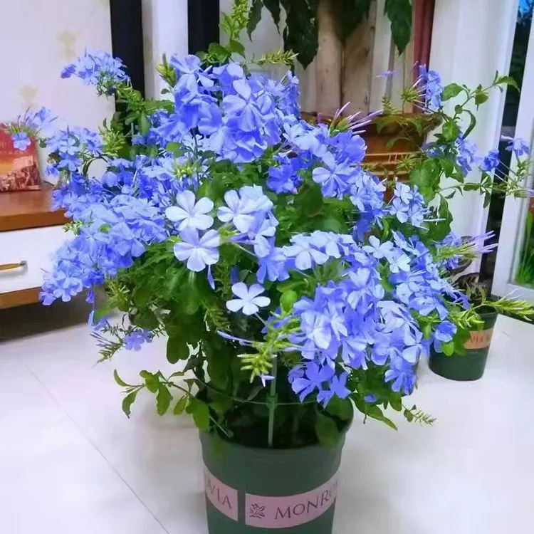 【蓝雪花】花苗盆栽带花苞四季开花爬藤植物阳台庭院花卉好养易活