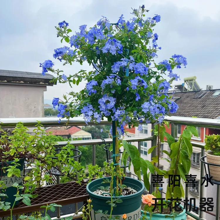 【1加仑多杆蓝雪花棒棒糖】花卉绿植盆栽阳台庭院喜阳四季好养护