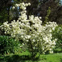 天狼 中华木绣球 喜光庭院花园地栽观赏性植物花卉耐热耐寒