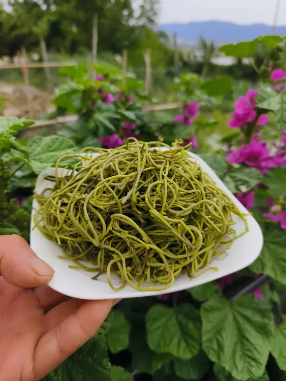 菱角菜500/袋新鲜采摘安徽特产南漪湖水生菱角菜