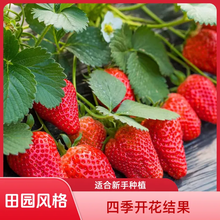 品种超甜奶油草莓红颜草莓四季开花结果阳台庭院盆栽根系生长上市