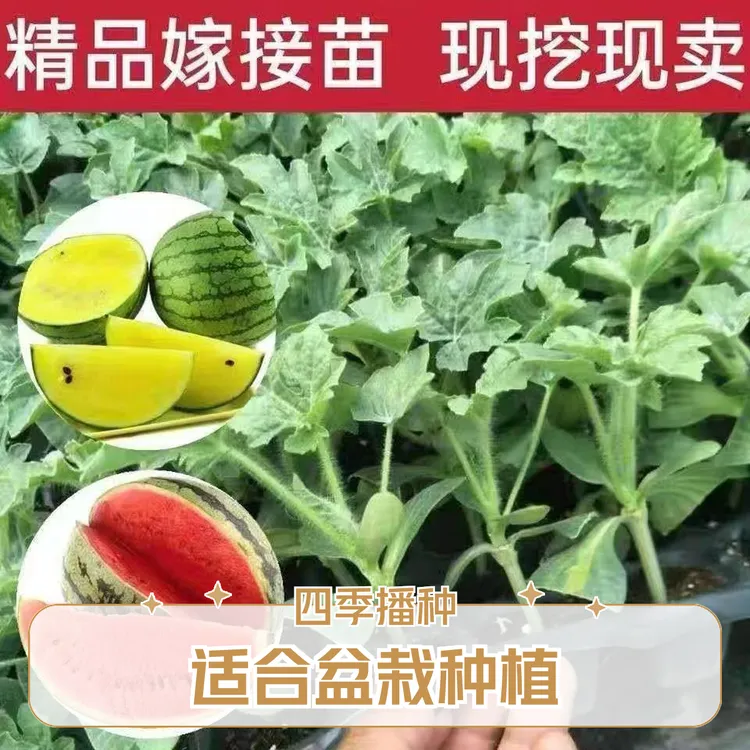 {新品上市}8424麒麟西瓜苗秧懒汉无籽瓜美都盆栽红玉西瓜苗多汁