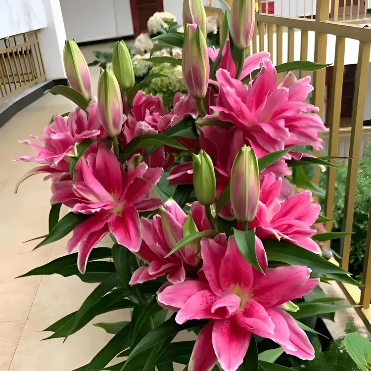 格艺进口香水百合花盆栽重瓣浓香四季开花室内外耐寒热花卉绿植物