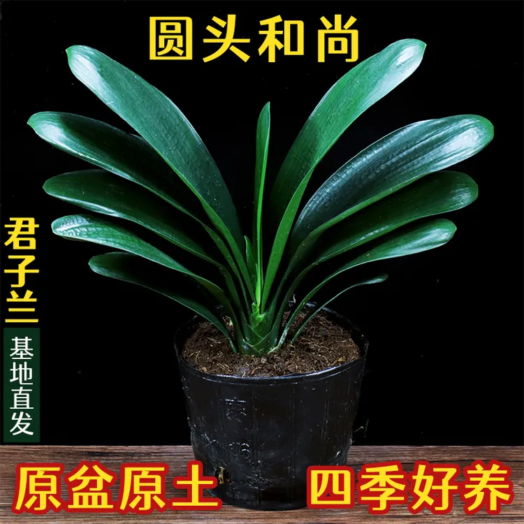 君子兰盆栽室内客厅花卉君子兰大苗圆头和尚四季常青高档好养推荐