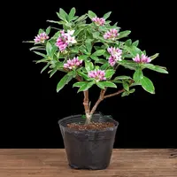 金边瑞香盆栽老桩耐寒植物浓香型大苗带花苞室内观花净化空气花卉