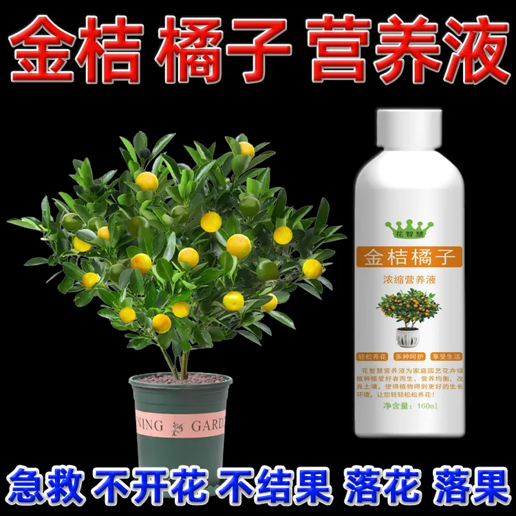 金桔树营养液金桔肥料橘子树盆栽专用肥催花保果叶子发黄怎么办