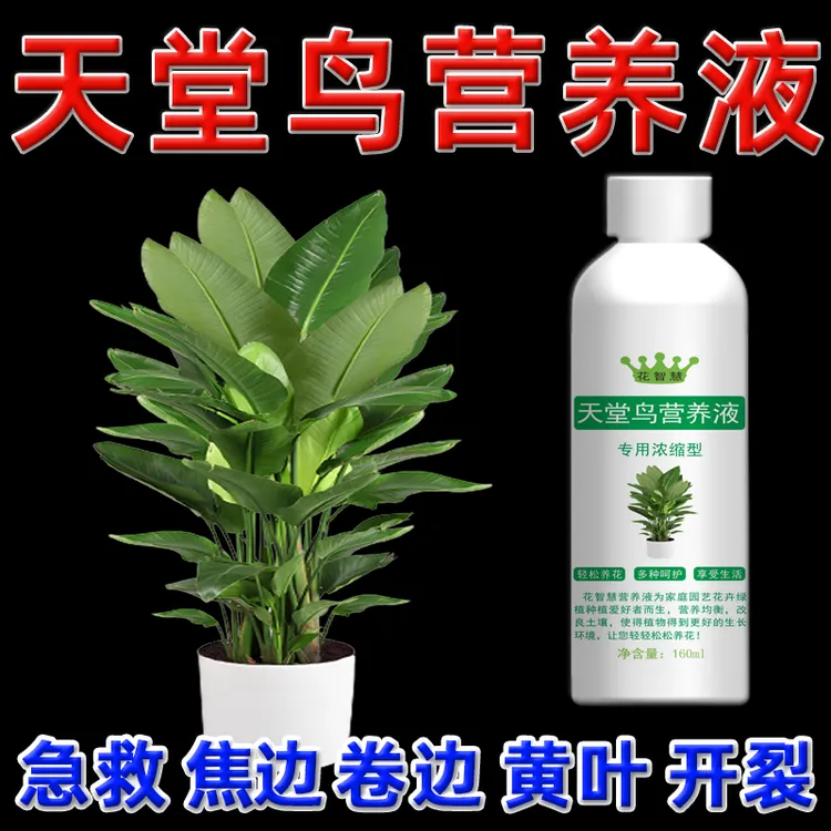 天堂鸟叶子发黄干裂卷边枯萎专用营养液鹤望兰肥料专用肥花智慧