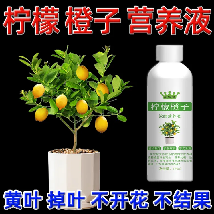 柠檬树黄叶掉叶子专用营养液橙子树肥料专用肥叶子发黄干枯掉落