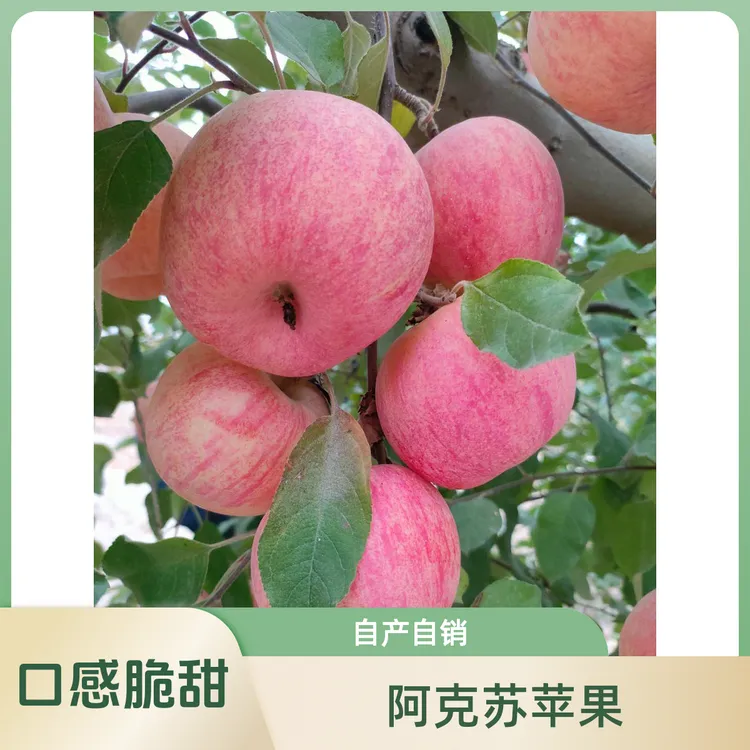 阿克苏冰糖心苹果自家种植自产自销，阿克苏红旗坡农场，产地发货