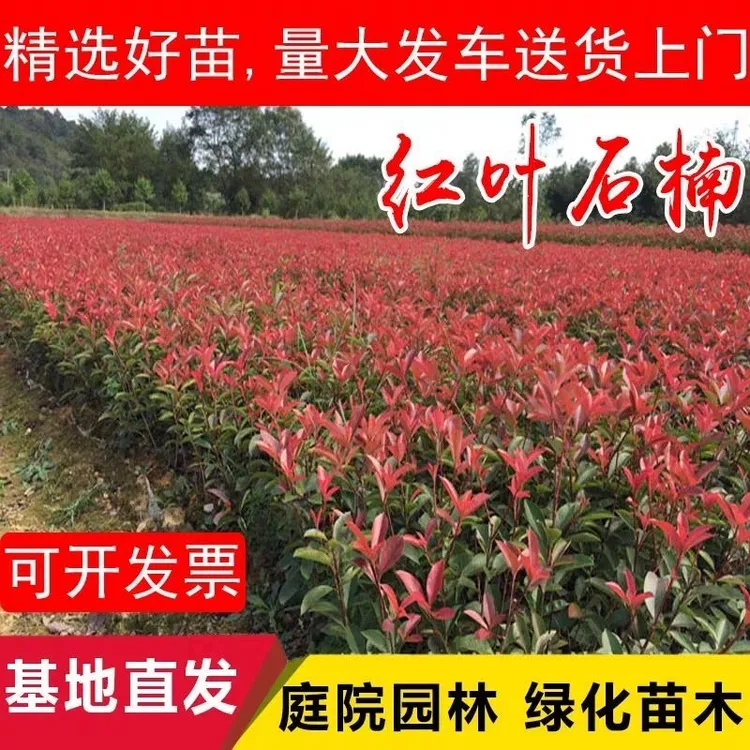 红叶石楠绿化苗 四季常青庭院绿化苗木 树苗红罗宾红叶石楠篱笆苗