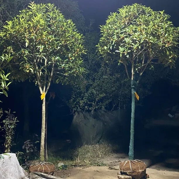 （主播补贴）一物一拍桂花树红叶石楠金桂丹桂八月桂四季桂