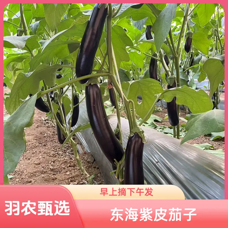 东海紫皮茄子当季新鲜紫色茄子现摘现发