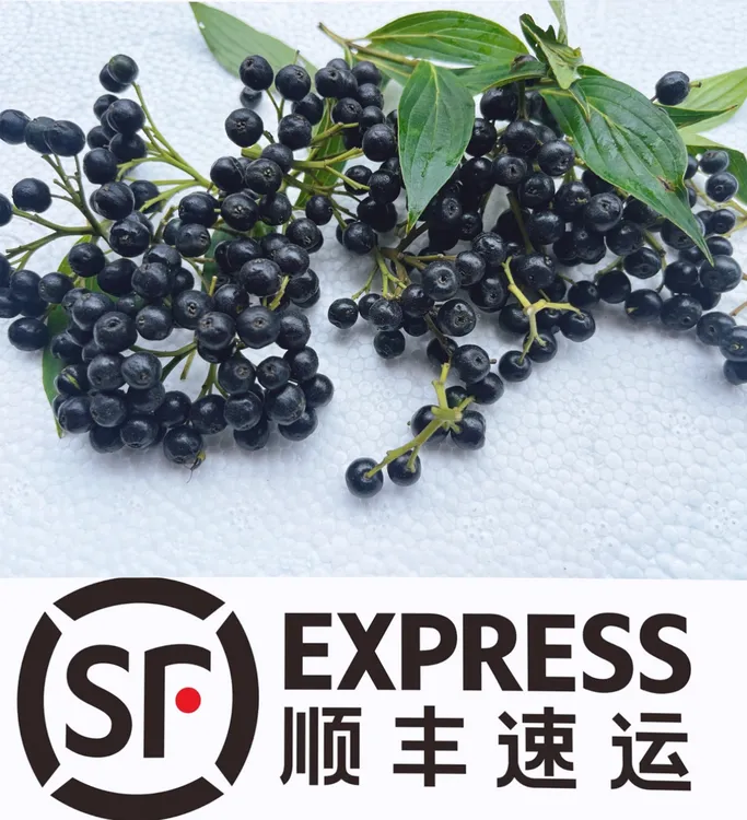 （顺丰包邮）水柿子冲钓清波专用饵清波克星水柿子盘车摇机