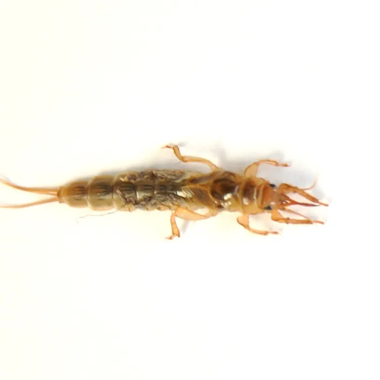 顺丰发货赤尾黄辣丁溪石斑裂腹沙虫泥虾活饵70-80条左右盘车冲钓