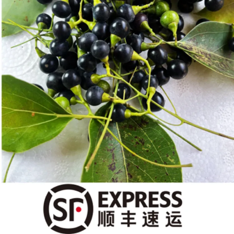顺丰包邮发货盘车冲钓香樟子清波扁鱼赤眼新鲜现采香樟子