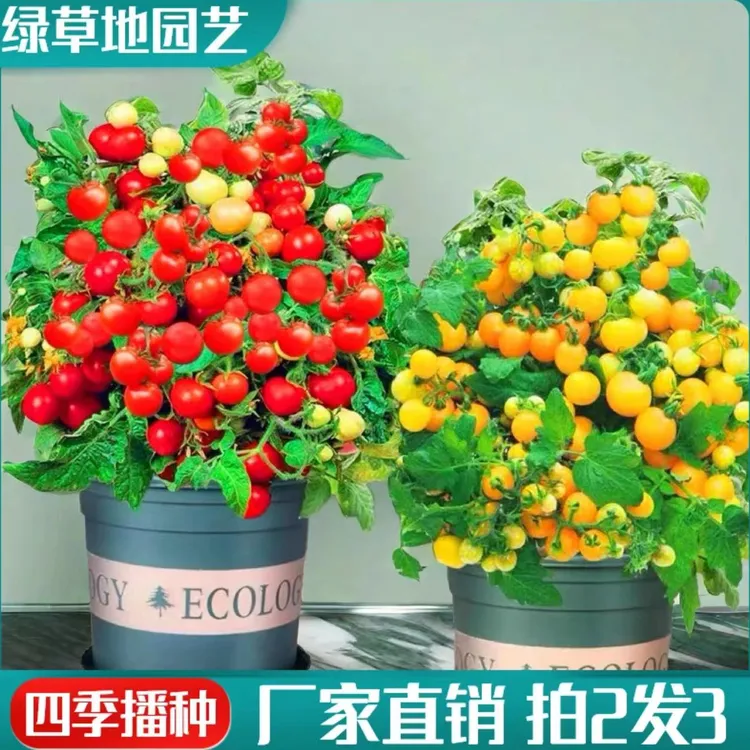 【新疆包邮】矮生小番茄种子四季盆栽西红柿番茄庭院阳台可盆栽