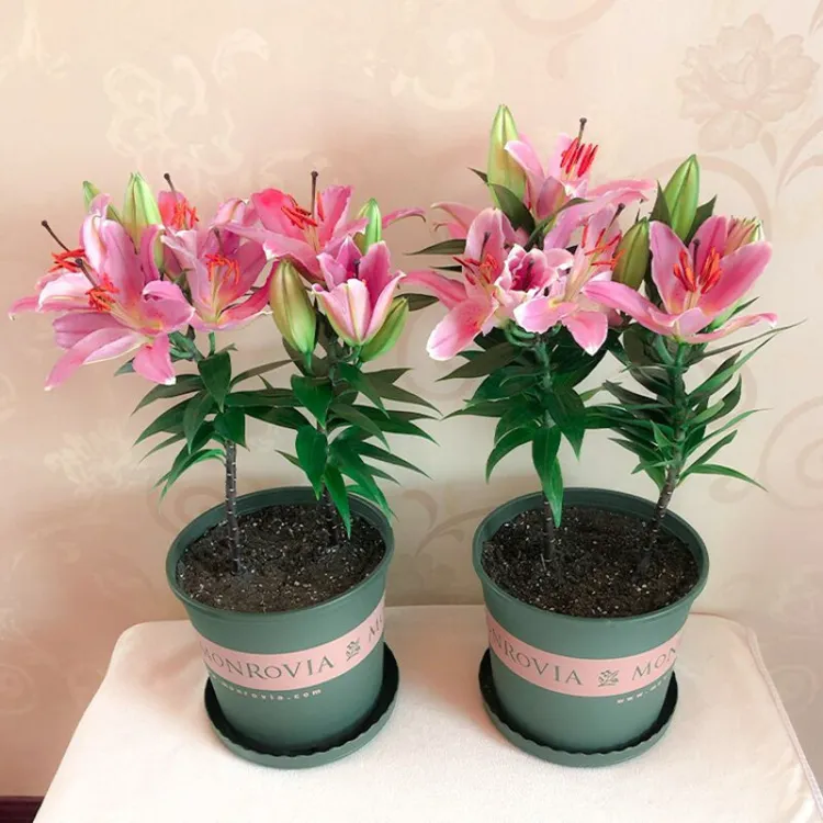 【新疆包邮】 新鲜香水百合种球带芽四季绿植物盆栽