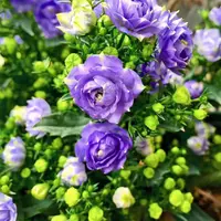 丹麦风铃重瓣盆栽花卉绿植室内阳台花爆盆原盆原土好养