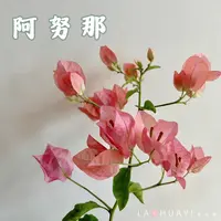 阿努那三角梅喜光易养护室内室外庭院花卉观赏植物