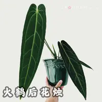 火鹤后花烛观叶热植盆栽客厅玄关摆件