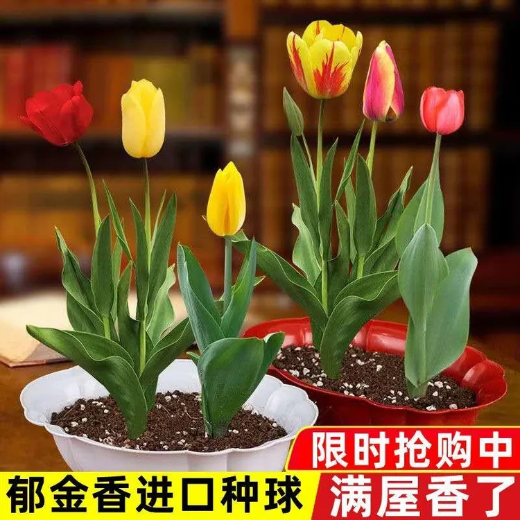 荷兰进口郁金香种球浓香花球四季开花观花庭院阳台种植盆栽花卉
