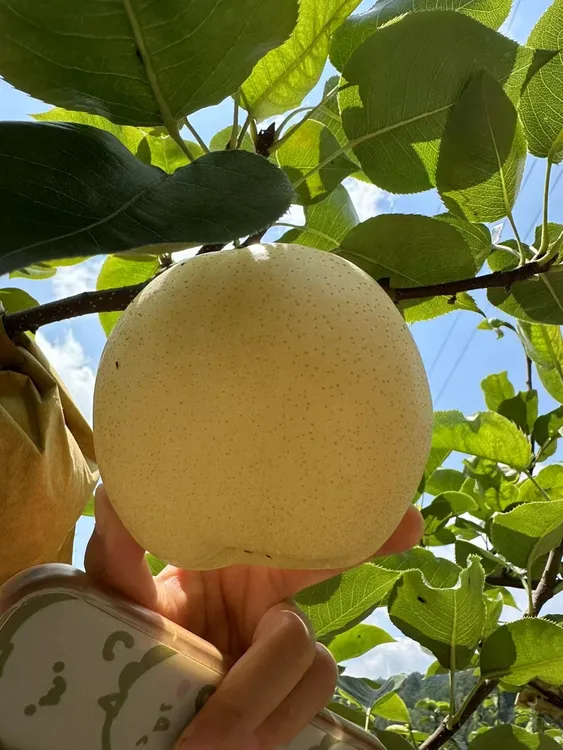 苍溪本地皮薄多汁黄金梨