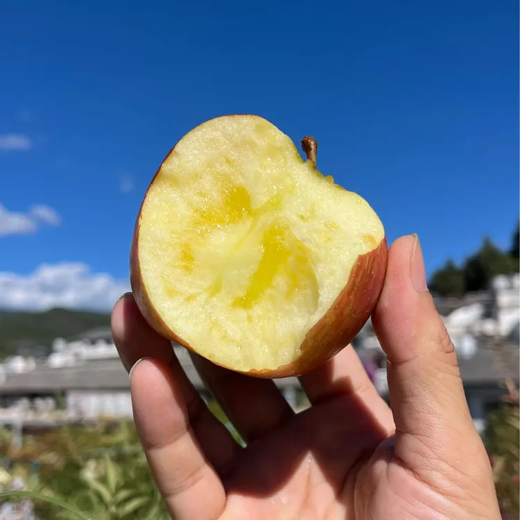 云南丽江高原糖心苹果
