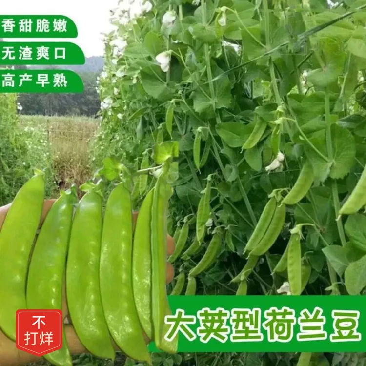 大荚荷兰豆种子菜豌豆种籽甜豌豆豌豆苗孑甜脆嫩无渣四季蔬菜种子