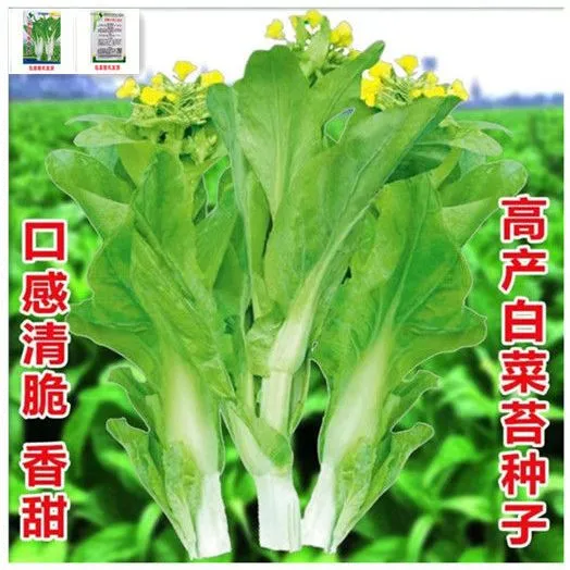 甜苔二号甜菜心种子白菜苔芯种籽四季播菜薹阳台盆栽菜籽蔬菜种孑