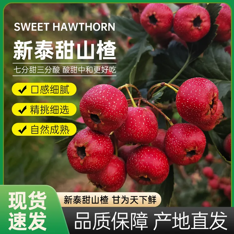山楂鲜果甜红子甜山楂红果雪球泰安正宗甜山楂7分甜3分酸极速发货