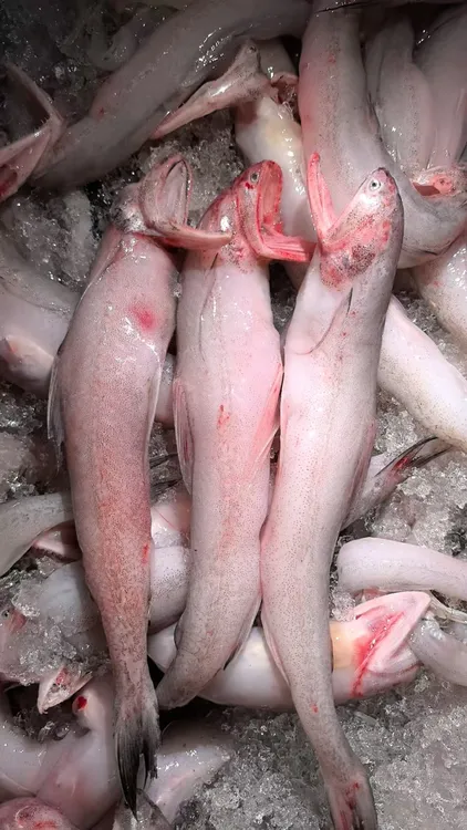 【阿二专属】本地豆腐鱼蚕鱼龙头鱼热气新鲜