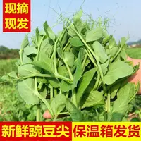 贵州豌豆尖新鲜豌豆苗蔬菜火锅食材配菜农家自种蔬菜批发新鲜蔬菜