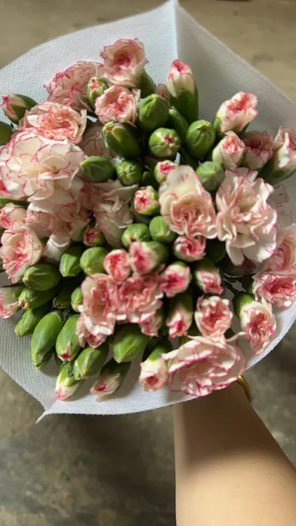 多头康乃馨（小白菜）