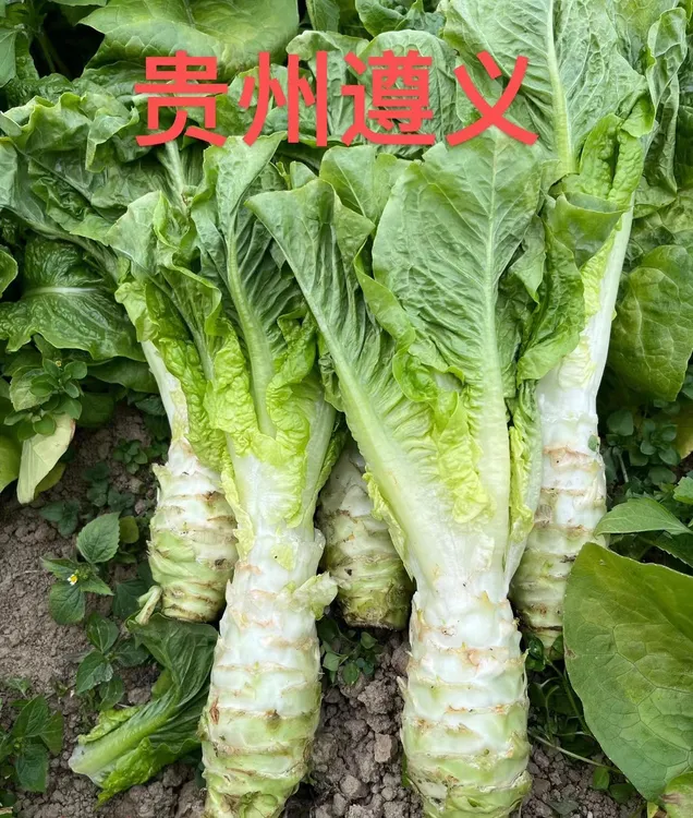 绿芯罗汉莴笋】贵州农家露天种植新鲜现摘矮莴笋3-5斤包邮
