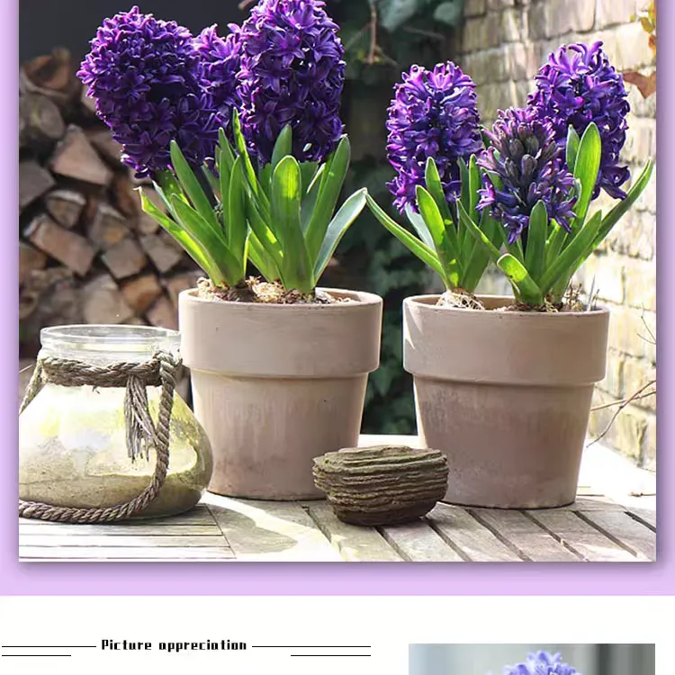 风信子种球盆栽水培植物室内绿植风信子水养水仙女花卉土培套餐