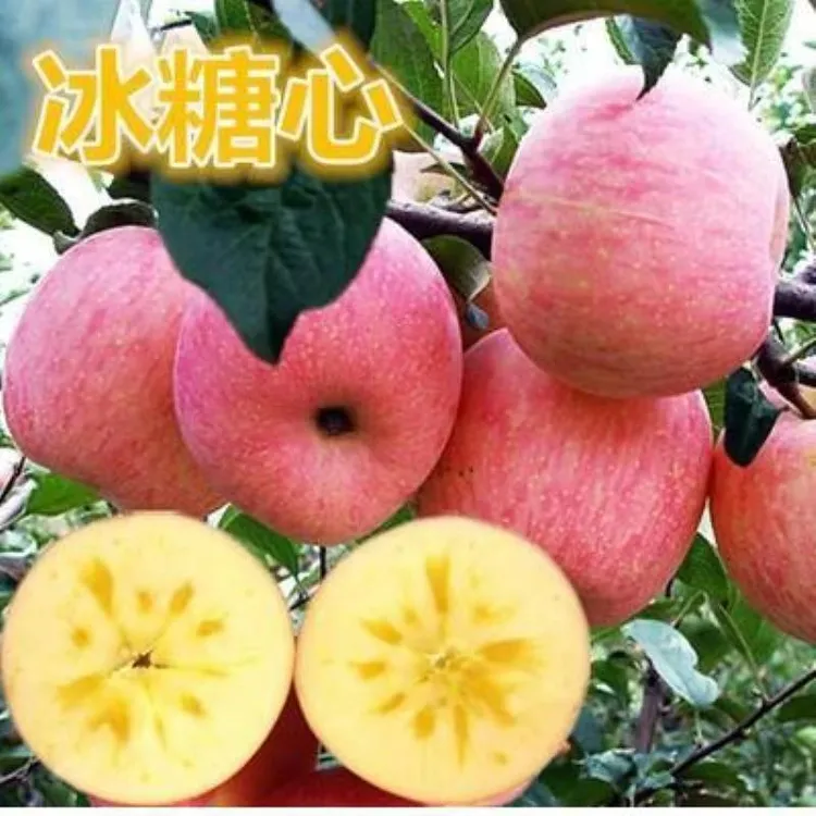 苹果树南北方果树种植树苗盆栽地栽红富士冰糖心嫁接果苗当年结果