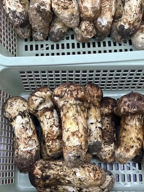 云南新鲜野生松茸
