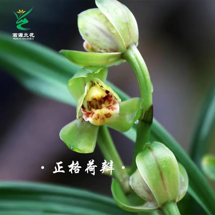 九仙荷蝶 建兰矮种 四季兰 国兰  兰花