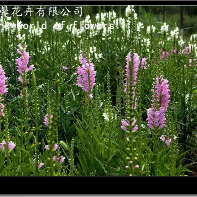 【鲁馨】假龙头 随意草 玫瑰女王盆苗 多年生耐寒耐热宿根花卉