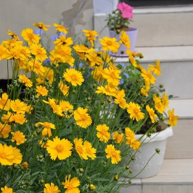 鲁馨 大花金鸡菊花多年生宿根花卉 庭院 四季开花 耐寒品种