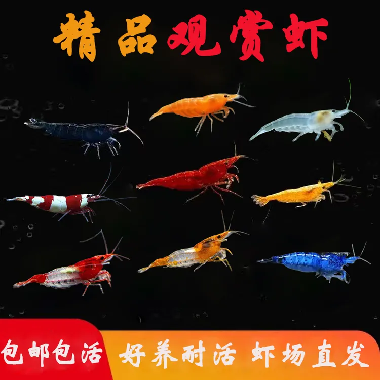 除藻七彩观赏虾黑壳虾好养耐活米虾冷水虾鱼缸饲料观赏鱼淡水宠物