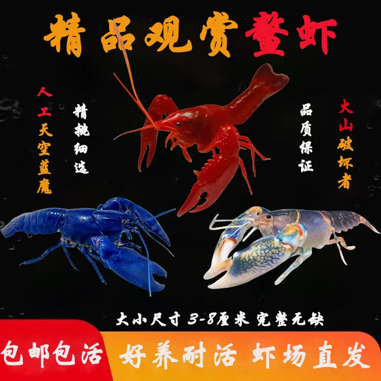 大型观赏虾鳌虾好养耐活冷水虾淡水虾水族虾天空蓝魔火山活体宠物