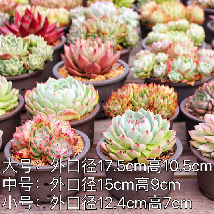 多肉控色大号控型花盆控养矮圆