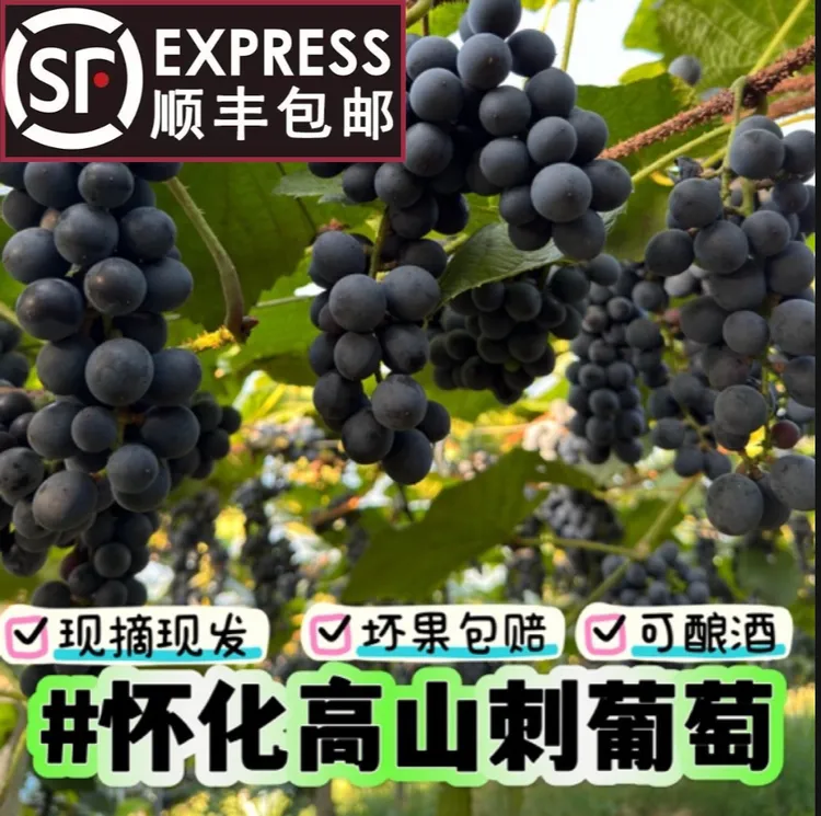 【顺丰包邮】刺葡萄怀化高山葡萄高山1号2号湘珍珠