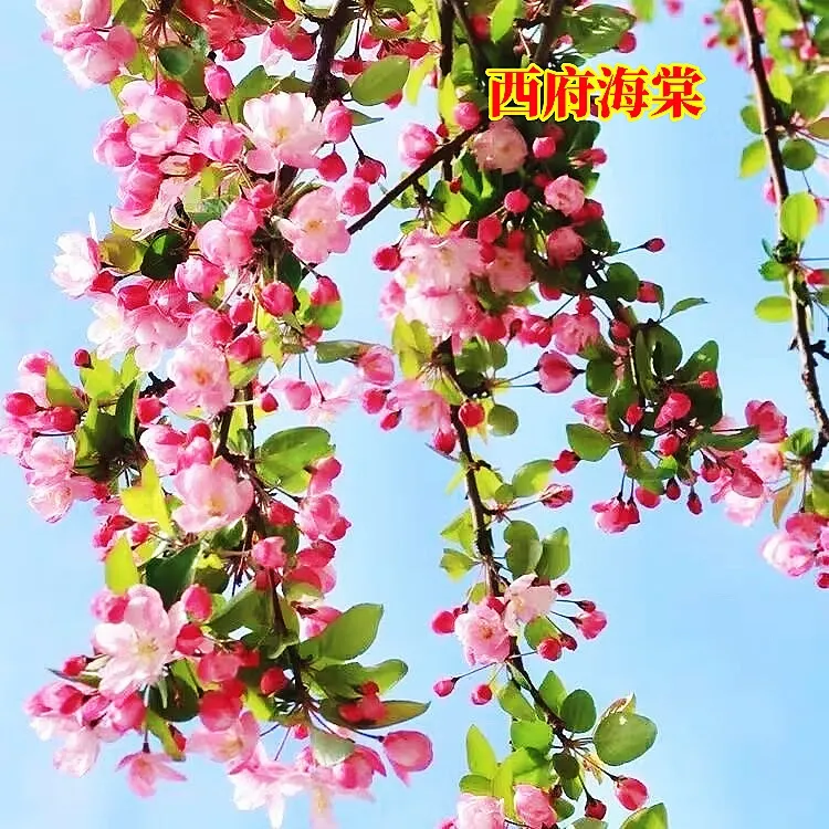 高杆西府海棠树苗南北方室外庭院种植海棠树垂丝海棠耐寒耐晒苗木