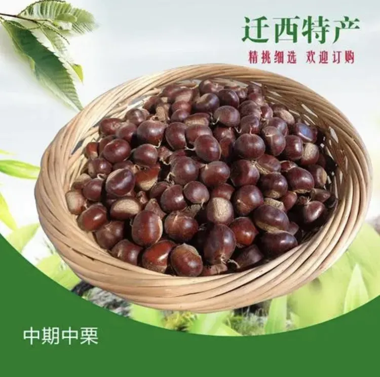 2025中果正宗迁西板栗生鲜板栗油栗子生栗子唐山迁西产地直发