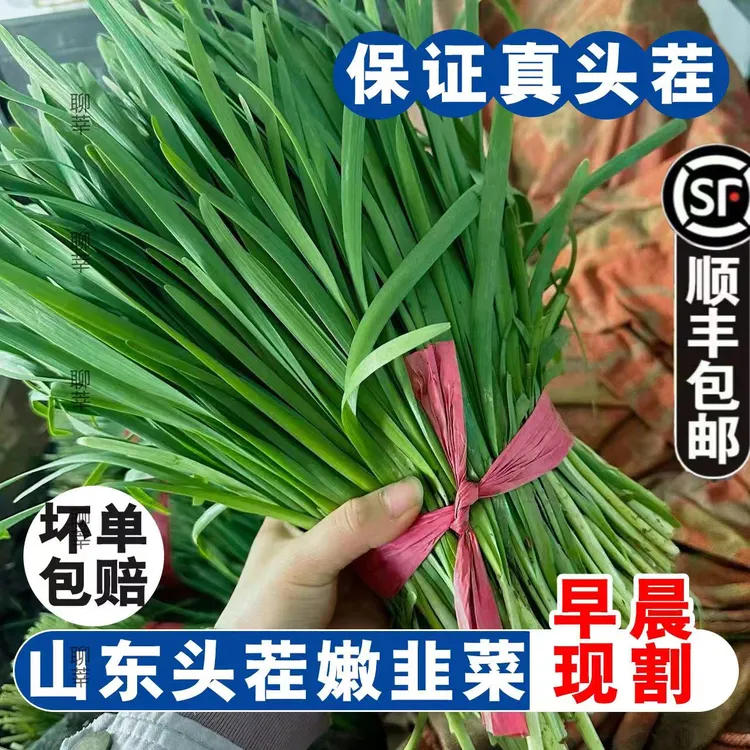 【顺丰包邮】新鲜韭菜山东头茬紫根农家自种现割现发