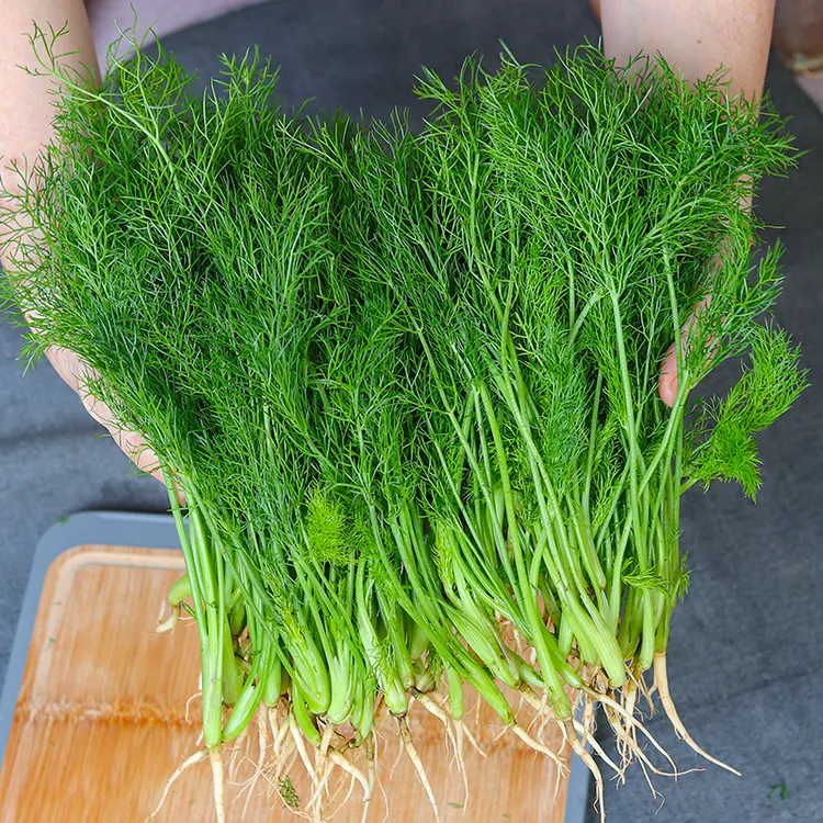 【顺丰冷链】新鲜小茴香苗山东农家自种茴香菜包子专用包邮