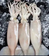 大连发货 鱿鱼（大小混装）顺丰快递