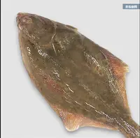 大连发货     石浆鱼（顺丰包邮）大小个头不均，介意勿拍